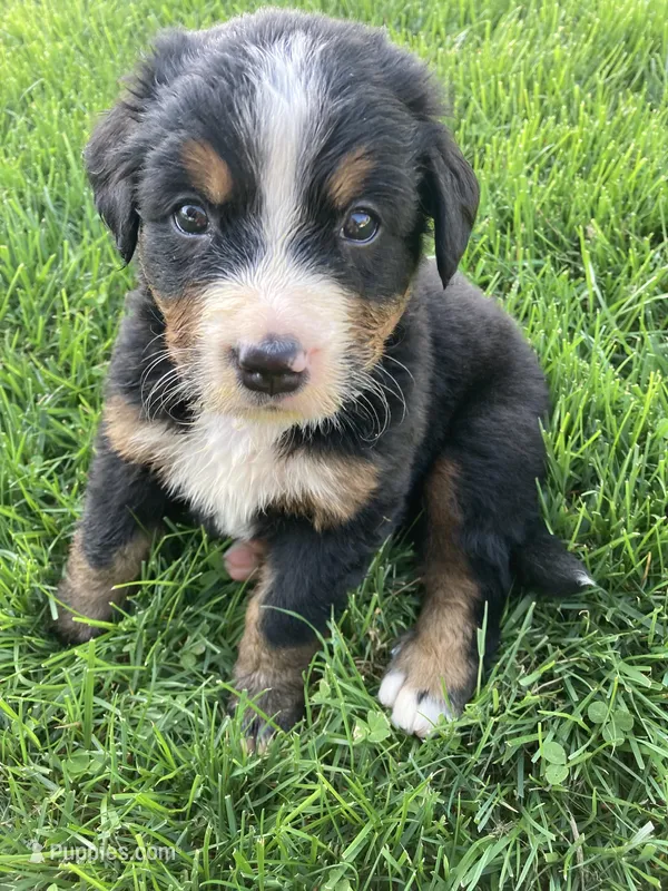 Ginger – Bernese Mountain Dog puppy for sale in Paradise, PA