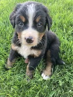 Ginger, a female Bernese Mountain Dog for sale in Paradise, PA – Photo 3 of 8