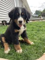 Aurora, a female Bernese Mountain Dog for sale in Paradise, PA – 3 of 10
