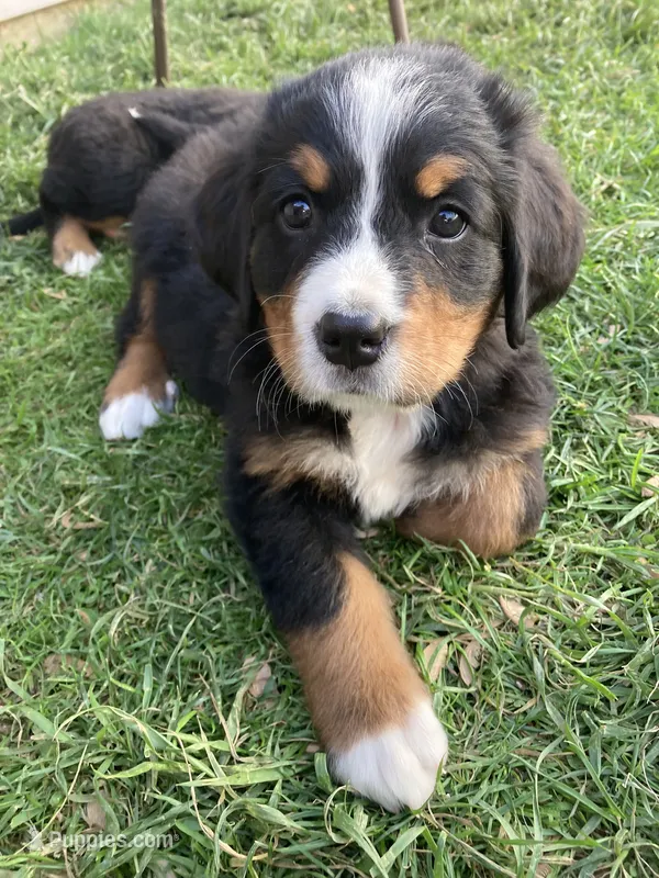 Hope – Bernese Mountain Dog puppy for sale in Paradise, PA