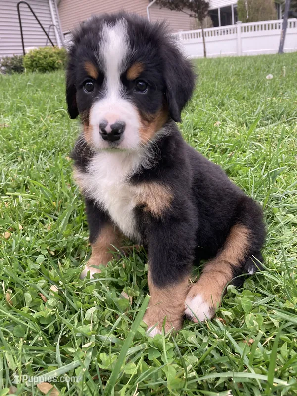 Silky – Bernese Mountain Dog puppy for sale in Paradise, PA