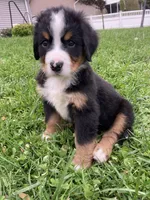 Silky, a female Bernese Mountain Dog for sale in Paradise, PA – 3 of 8