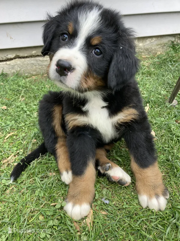 Aurora – Bernese Mountain Dog puppy for sale in Paradise, PA