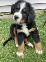 Aurora, a female Bernese Mountain Dog for sale in Paradise, PA – 2 of 10