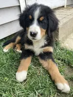 Silky, a female Bernese Mountain Dog for sale in Paradise, PA – 2 of 8