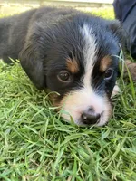 Sicily, a female Bernese Mountain Dog for sale in Paradise, PA – Photo 3 of 5