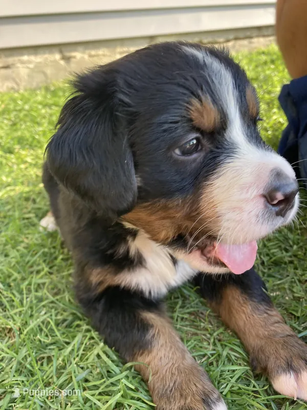 Sicily – Bernese Mountain Dog puppy for sale in Paradise, PA