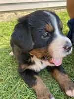 Sicily, a female Bernese Mountain Dog for sale in Paradise, PA – Photo 1 of 5