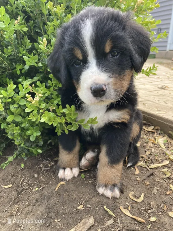 Sicily – Bernese Mountain Dog puppy for sale in Paradise, PA