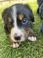 Sicily, a female Bernese Mountain Dog for sale in Paradise, PA – Photo 2 of 5