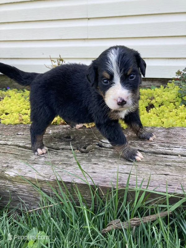 Sicily – Bernese Mountain Dog puppy for sale in Paradise, PA