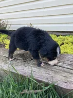 Sicily, a female Bernese Mountain Dog for sale in Paradise, PA – Photo 2 of 2