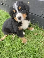 Jerry, a male Bernese Mountain Dog for sale in Paradise, PA – 6 of 10
