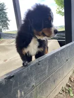 Jerry, a male Bernese Mountain Dog for sale in Paradise, PA – 3 of 10
