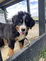 Jerry, a male Bernese Mountain Dog for sale in Paradise, PA – 2 of 10