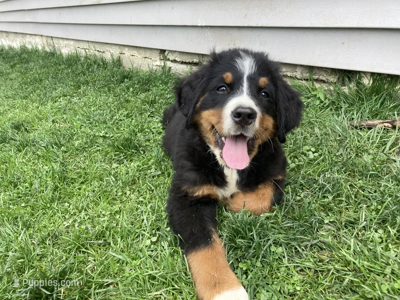 Hope – Bernese Mountain Dog puppy for sale in Paradise, PA