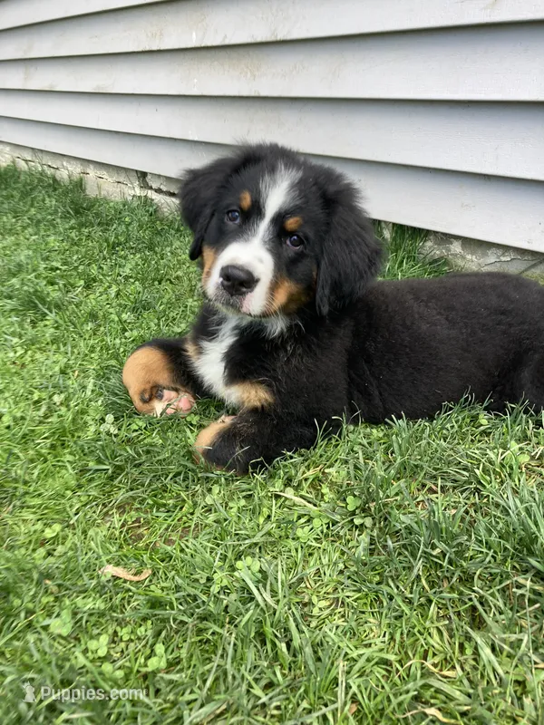 Aurora – Bernese Mountain Dog puppy for sale in Paradise, PA