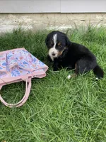 Sash, a female Bernese Mountain Dog for sale in Paradise, PA – Photo 2 of 2