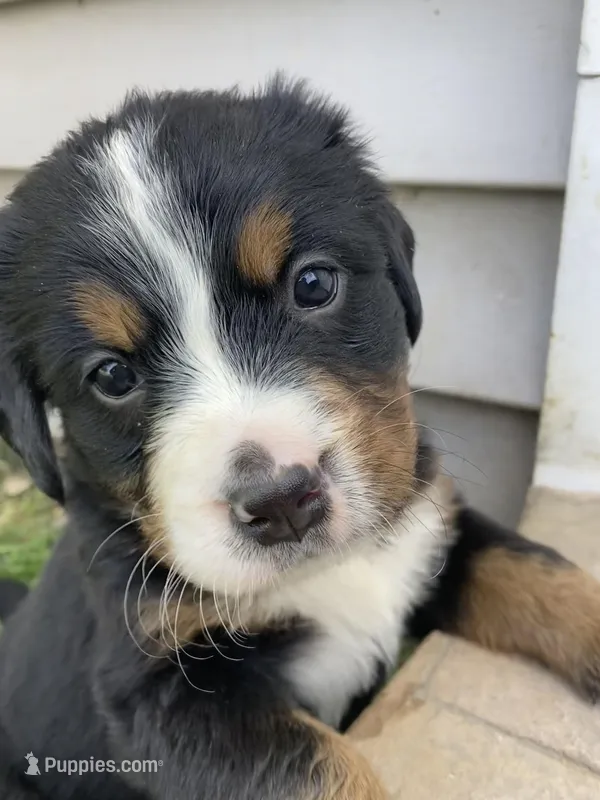 Sash – Bernese Mountain Dog puppy for sale in Paradise, PA