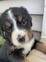 Sash, a female Bernese Mountain Dog for sale in Paradise, PA – Photo 1 of 4
