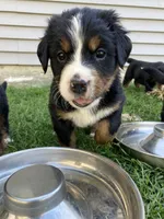 Sash, a female Bernese Mountain Dog for sale in Paradise, PA – Photo 2 of 4