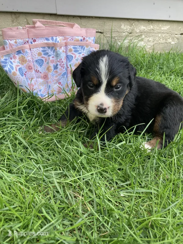 Sash – Bernese Mountain Dog puppy for sale in Paradise, PA