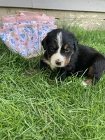 Sash, a female Bernese Mountain Dog for sale in Paradise, PA – Photo 1 of 2