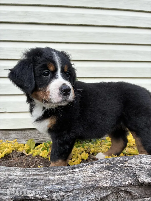 Sash – Bernese Mountain Dog puppy on hold in Paradise, PA