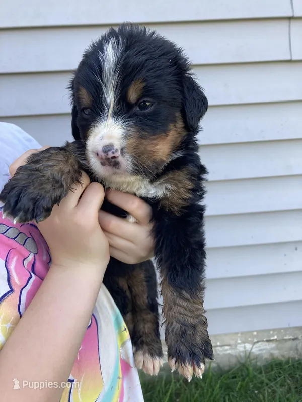 Bruiser – Bernese Mountain Dog puppy for sale in Paradise, PA