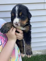 Bruiser, a male Bernese Mountain Dog for sale in Paradise, PA – Photo 1 of 3