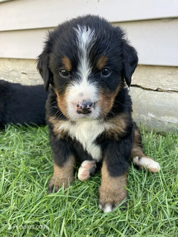 Bruiser – Bernese Mountain Dog puppy for sale in Paradise, PA