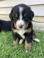 Bruiser, a male Bernese Mountain Dog for sale in Paradise, PA – Photo 1 of 4