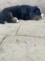 Bruiser, a male Bernese Mountain Dog for sale in Paradise, PA – Photo 2 of 3