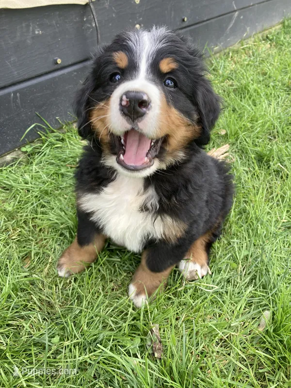 Jerry – Bernese Mountain Dog puppy for sale in Paradise, PA