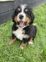 Jerry, a male Bernese Mountain Dog for sale in Paradise, PA – 1 of 10