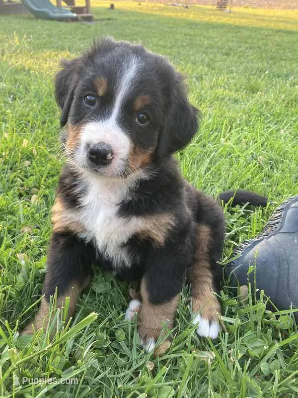 Ginger – Bernese Mountain Dog puppy for sale in Paradise, PA