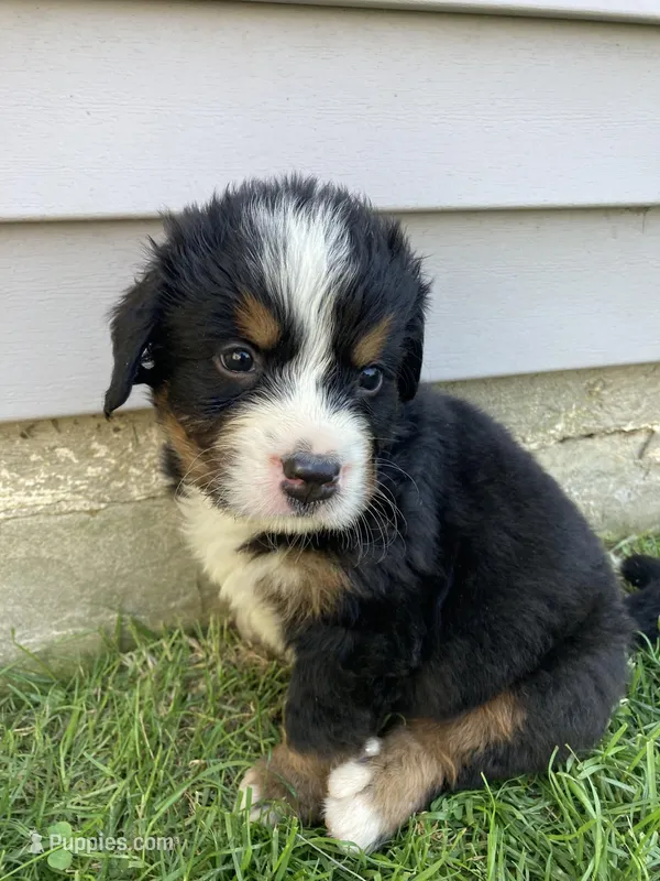 Smudge – Bernese Mountain Dog puppy for sale in Paradise, PA