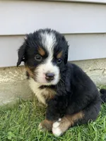 Smudge, a male Bernese Mountain Dog for sale in Paradise, PA – Photo 3 of 6