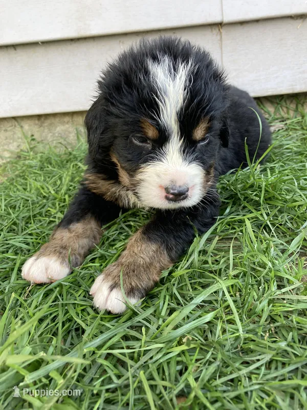 Smudge – Bernese Mountain Dog puppy for sale in Paradise, PA