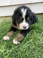 Smudge, a male Bernese Mountain Dog for sale in Paradise, PA – Photo 1 of 3