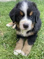 Smudge, a male Bernese Mountain Dog for sale in Paradise, PA – Photo 2 of 6