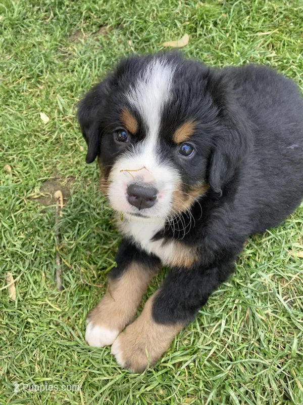 Smudge, a male Bernese Mountain Dog for sale in Paradise, PA – Photo 1 of 6