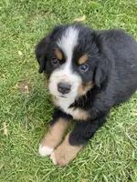 Smudge, a male Bernese Mountain Dog for sale in Paradise, PA – Photo 1 of 6
