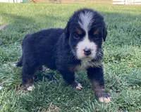 Smudge, a male Bernese Mountain Dog for sale in Paradise, PA – Photo 3 of 3