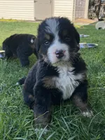 Smudge, a male Bernese Mountain Dog for sale in Paradise, PA – Photo 2 of 3