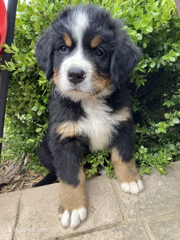 Smudge – Bernese Mountain Dog puppy for sale in Paradise, PA