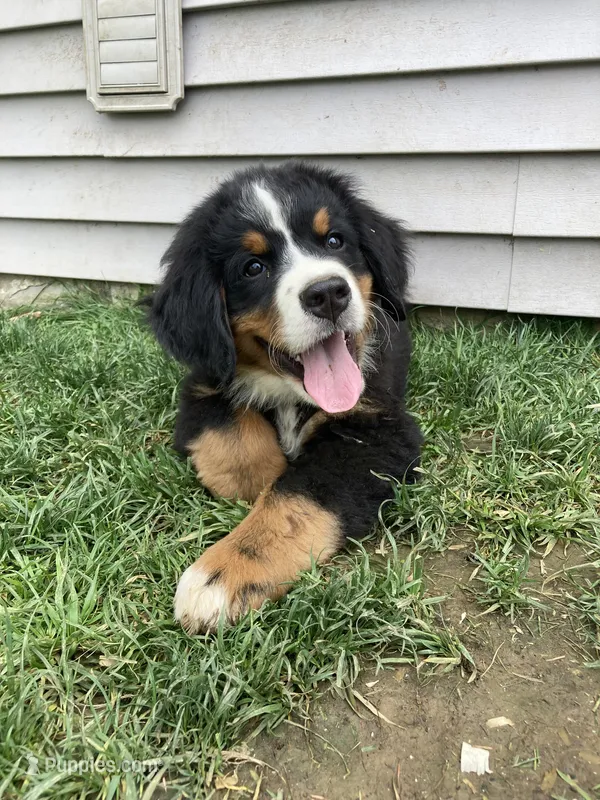 Smudge – Bernese Mountain Dog puppy for sale in Paradise, PA
