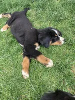 Aurora, a female Bernese Mountain Dog for sale in Paradise, PA – 4 of 10