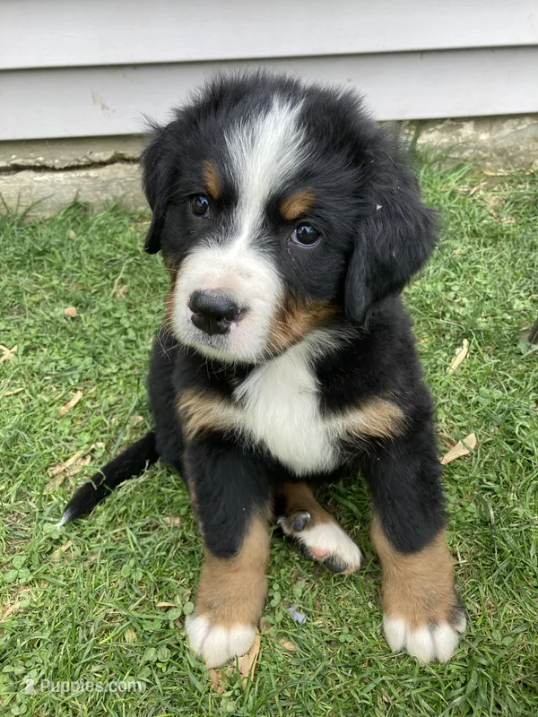 Aurora – Bernese Mountain Dog puppy for sale in Paradise, PA