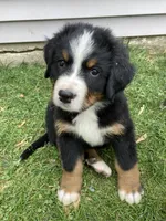 Aurora, a female Bernese Mountain Dog for sale in Paradise, PA – 6 of 10